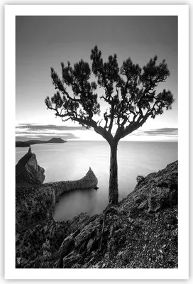 Produktbild von Poster - Poster ohne Rahmen - Baum Schwarzweiß Ansicht - 61x91,5 cm - Wand Bild - Wanddeko - Wandbilder - Kunstposter - Wandposter - Bilder - Kunstdruck - Wanddekoration - Wandbild - P2XPA61x91-4297