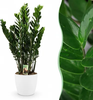 Image de Green boutiQ - Plante d'intérieur - Zamioculcas - Zamioculcas Zamiifolia - Vert - Peu d'entretien - 1 plante - avec pot blanc - Pot 21 cm - Hauteur 80 - 90 cm