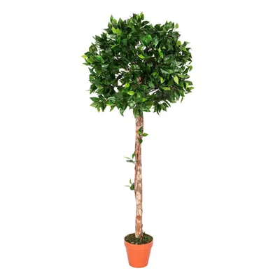 Produktbild von HOMESCAPES Kunstpflanze Grün 'Ficus Tropische Zierpflanze' im Topf, 125 cm