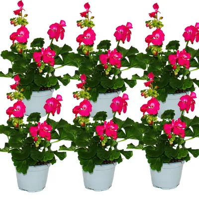 Produktbild von Geranien stehend - Pelargonium zonale - 12cm Topf - Set mit 6 Pflanzen - kräftig pink