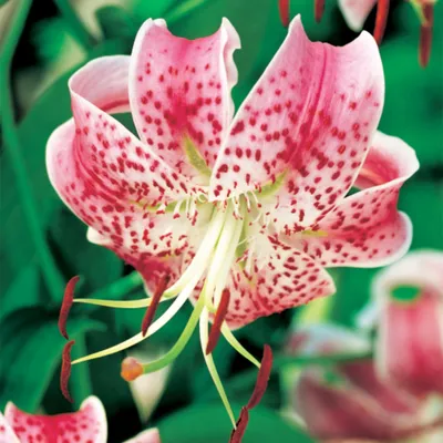 Zdjęcie produktu dla Lilia Drzewiasta Speciosum Rubrum 1 szt Lilie cebulki lilii cebule Pachnąca