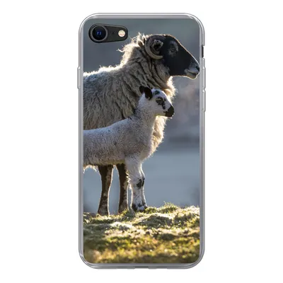 Produktbild von MuchoWow® Handyhülle Schutzhülle Hülle für iPhone 8 Schaf - Lamm - Sonne Silikon Softcase Handy Hülle - Schutzhaube