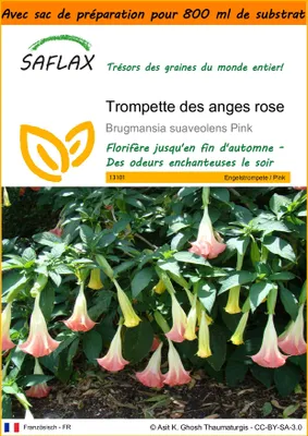 Image de SAFLAX Garden in the bag - Trompette des anges rose - 10 graines - Brugmansia