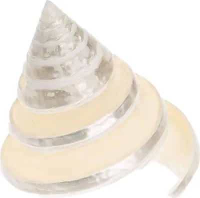 Produktbild von Trochus-Spirale, Größe ca. 5cm | Deko-Schnecke
