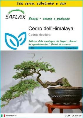 Immagine prodotto di SAFLAX Insieme di coltivazione - Cedro dell'Himalaya  - 35 semi - Cedrus