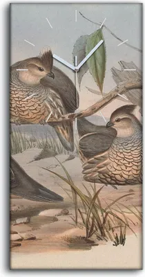 Produktbild von Wohnzimmer-Bild Leinwand Uhr Geräuschlos 30x60 Vögel Wild Tiere Zeichnung Kunst - weiße Hände