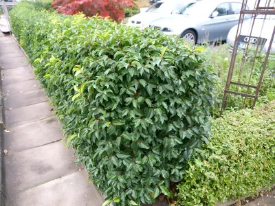Produktbild von Stauden Gänge 100 x Prunus lusitanica - Portugiesischer Kirschlorbeer - Robuster Sichtschutz mit mediterranem Touch - Heckenpflanze - Immergrün