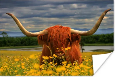 Produktbild von MuchoWow® Poster Schottisches Hochlandrind - Tiere - Blumen 60x40 cm - Schlafzimmerdekoration