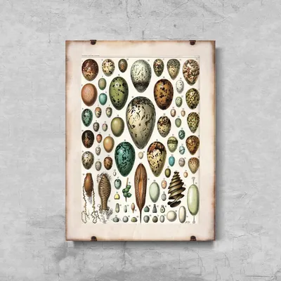 Produktbild von Poster - Canvas - Leinwand - 29,7 cm x 42 cm - Adolphe Millot Egg Ornithologie