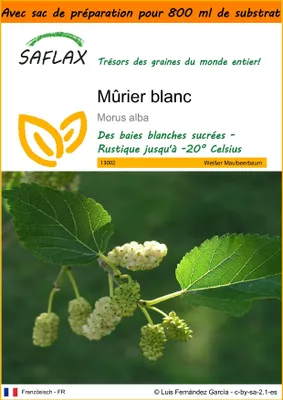 Image de SAFLAX Garden in the bag - Mûrier blanc - 200 graines - Morus