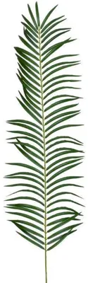 Produktbild von Kunstpflanze Phönixpalmwedel 110cm Künstliches Palmblatt Palmwedel