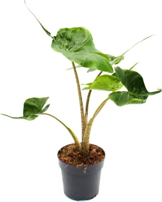 Zdjęcie produktu dla Alocasia macrorrhiza Stingray - Alocasia - Stingray Arrowleaf - doniczka 11 cm