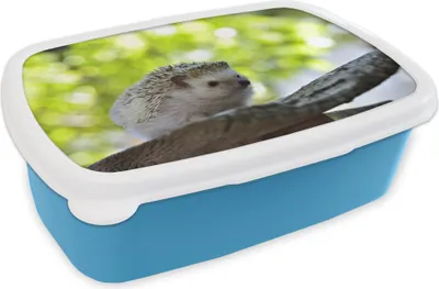 Produktbild von KitchenYeah® Lunchbox Brotzeit Brotdose 17x11 cm Kleiner Igel im Baum Kinder Brotzeitdose - Lunch - Kunststoff  - Brotbüchse - Sandwichbox - Lunchbox für Kinder