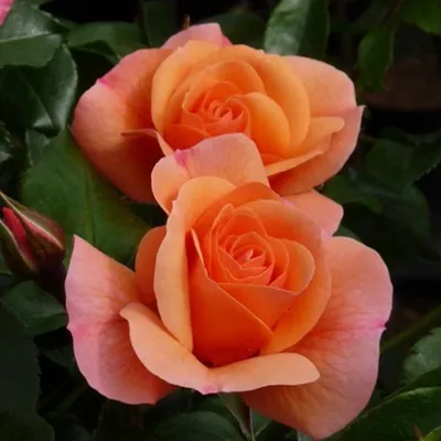 Produktbild von Rosa - Kletternde Rose Kordes - Rosa 'Aprikola'