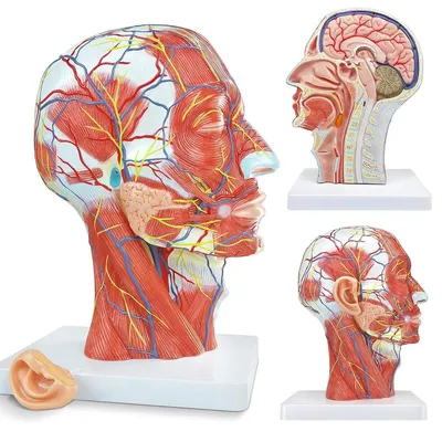 Produktbild von Menschliches Halbkopmodell, Anatomisches Modell mit oberflächlicher Neurovaskulatur und Muskulatur, geeignet für medizinischen Unterricht und Lernen