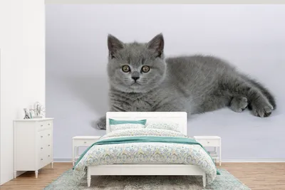 Produktbild von MuchoWow® Fototapete für Wohnzimmer oder Schlafzimmer Wandtapete Vinyl Motivtapete Liegendes Britisch-Kurzhaar-Kätzchen - 405x260 cm - Die Küche