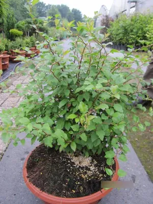 Produktbild von Geschlitzte Zierkirsche Kojou no mai - Prunus incisa - bienenfreundlich - 40-60cm