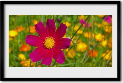 Produktbild von Bild 60x40 MDF-Rahmen Wandkunst Natur Blume Pflanze
