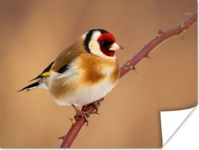 Produktbild von MuchoWow® Poster Kropftaube - Vogel - Tiere 160x120 cm - Foto Plakat