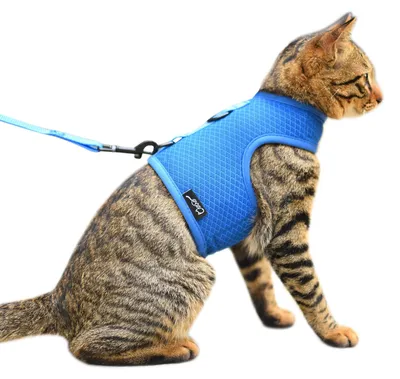 Produktbild von Katzengeschirr und Leine zum Spazierengehen, ausbruchsicher, atmungsaktives Netz