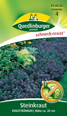Produktbild von Quedlinburger Saatgut - Steinkraut Violettkönigin - Samen - 516022