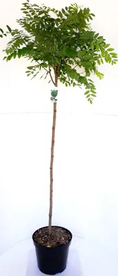 Produktbild von Robinia Umbraculifera, Kugelrobinie Stamm, Kugelbaum Akazie, , Höhe: 180-190 cm / Stammhöhe:. 125 cm
