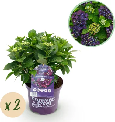 Immagine prodotto di Ortensia Forever & Ever – Viola – 2 piante – Hydrangea macrophylla – 23 cm – Altezza circa 55 cm – 7–12 fiori – Per balconi, terrazze e aiuole – Fioritura di lunga durata – Facile da curare e resistente al freddo