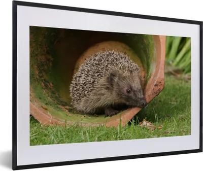 Produktbild von MuchoWow® Gerahmtes Poster Igel im Glas 60x40 cm - Poster mit Schwarzem Bilderrahmen Wandposter Rahmen Foto Bilder - Schlafzimmer - Plakat in Rahmen - Drucken