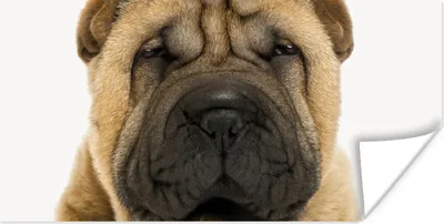 Produktbild von MuchoWow® Poster Hund - Jungen - Sharpei - Haustiere - Mädchen - Kinder 40x20 cm - Poster für die Wand - Poster Schlafzimmer