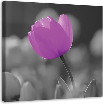 Produktbild von Leinwandbild violette tulpe 30x30 cm Feeby lila wandbild bereit zum aufhängen
