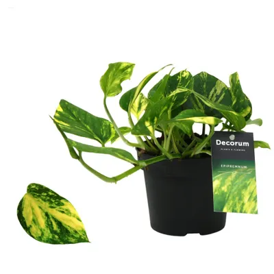 Zdjęcie produktu dla Epipremnum N-Joy Gold doniczka Ø 12 / wysokość ok. 20 cm - Bluszcz pnący Łatwa w pielęgnacji roślina wisząca Roślina domowa
