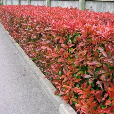 Produktbild von Glanzmispel Photinia Red Robin 80-100 cm, 25x Heckenpflanze