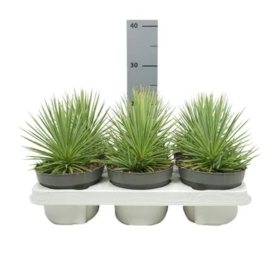Immagine prodotto di Agave striata var. nana - Agave striata - vaso da 12 cm