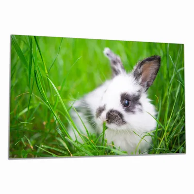 Produktbild von Wallario Herdabdeckplatte aus Glas, Größe 80 x 52 cm 1-teilig, Motiv Süßer Hase im grünen Gras