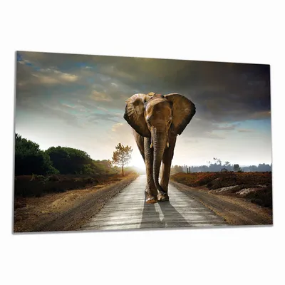Produktbild von Wallario Herdabdeckplatte aus Glas, Größe 90 x 52 cm 1-teilig, Motiv Elefant bei Sonnenaufgang in Afrika