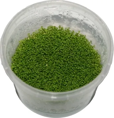 Produktbild von 1 Dose Hemianthus callitrichoides in vitro, kubanisches Perlkraut steril angezogen