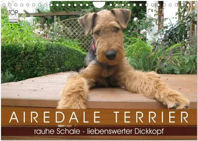 Produktbild von Airedale Terrier (Wandkalender 2026 DIN A4 quer), CALVENDO Monatskalender