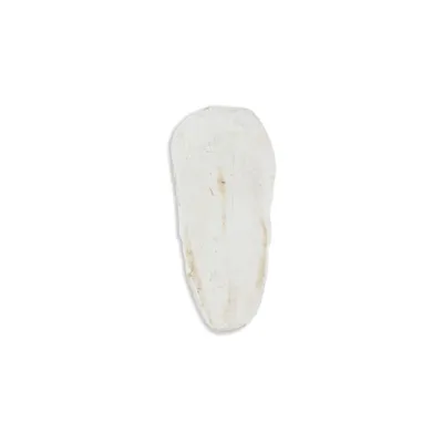Obrázok produktu pre Akinu Sépiová kost VOLNĚ (1kg) 15 - 20 cm