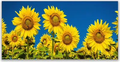 Produktbild von Glasbilder 120x60 Wandbild Druck auf Glas Sonnenblumen Pflanzen