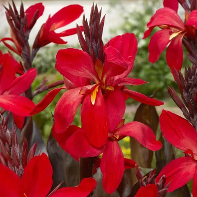 Zdjęcie produktu dla Canna Kanna Paciorecznik Futurity Red 1 szt sadzonki canny kanny