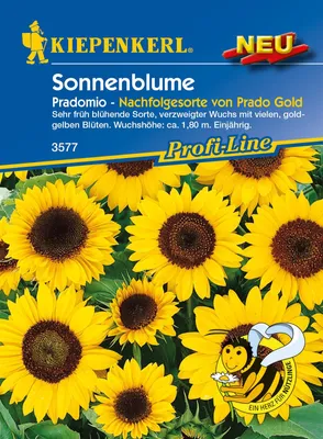 Produktbild von [STREICHUNG 2025] Sonnenblume Pradomio | Sonnenblumensamen von Kiepenkerl