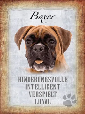 Produktbild von vianmo Holzschild 40x30 cm Boxer Hund intelligent