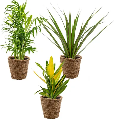 Produktbild von 3x Tropischer Zimmerpflanzen-Mix inkl. Seegraskorb - Luftreinigend - ⌀12 cm - 25-40 cm