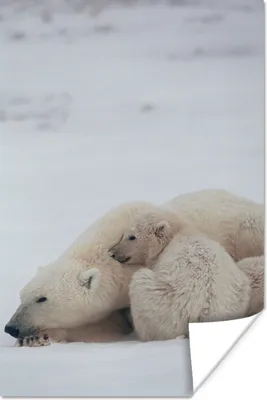 Produktbild von MuchoWow® Poster Eisbär - Kind - Kuscheltier 60x90 cm - Wanddekoration