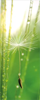 Produktbild von Wallario selbstklebendes Poster - Pusteblume Nahaufnahme, Größe: 50 x 125 cm