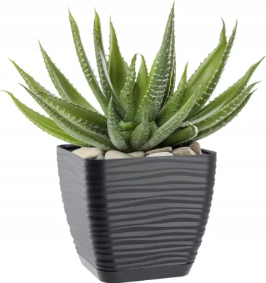 A potted succulent plant in a square, textured pot.