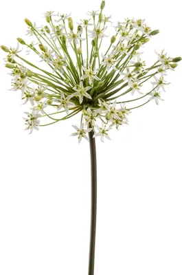 Produktbild von künstliche Allium mit XXL Blüte weiß H. 90cm Emerald Kunstblumen