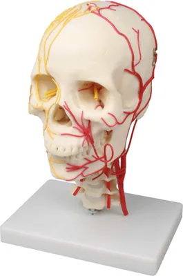 Produktbild von Erler-Zimmerov neurovaskulárny model lebky