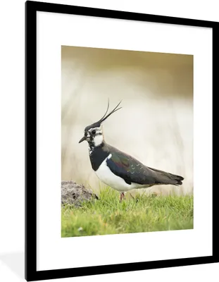 Produktbild von MuchoWow® Gerahmtes Poster Vogel - Gras - Tiere - Natur - Kiebitz 60x80 cm - Poster mit Schwarzem Bilderrahmen Wandposter Rahmen Foto Bilder - Wohnzimmer - Dekorationen - Prämie