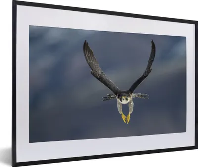 Produktbild von MuchoWow® MuchoWow® Gerahmtes Poster Wanderfalke - Vogel - Federn 60x40 cm - Poster mit zchwarzem Bilderrahmen - Schlafzimmer - Plakat in Rahmen - Drucken